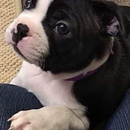 Boston Terrier Puppies from Bagosy's Boston Terriers 6