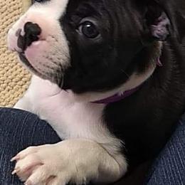 Boston Terrier Puppies from Bagosy's Boston Terriers 6