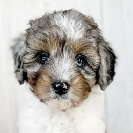 Assorted Doodle Crosses and Aussiedoodles from Doodle Love Laugh