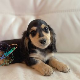 Jonny - Black and cream male Dachshund puppy in Peyton, Colorado from Dachshund Universe
