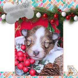 Girl 1 - Queen of Spades - Sable and white female Shetland Sheepdog puppy in Elberton, Georgia from Ioney's Southern Paws Shelties, Frenchies, and Yorkies