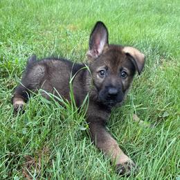 Lavender collar - Sable female German Shepherd puppy in Canterbury, Connecticut from Nachtwaechter German Shepherds, LLC