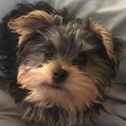 Bailey - Yorkshire Terrier