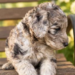 Draco (Boone) - Merle male Goldendoodle puppy in Millville, California from Hope Lane Kennels