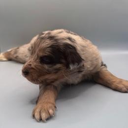 Girl 3 - Blue merle female Australian Shepherd puppy in New Boston, New Hampshire from Painted Pup Australian Shepherds