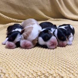 AKC- Tri Girl 1 - Tri-color female Cavalier King Charles Spaniel puppy in Raymondville, Missouri from Puppy PlayPen