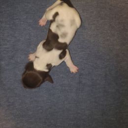 Kleine Munsterlander Puppies from Prairie State Kennel