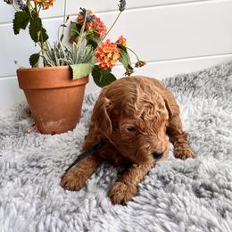 Black - Red  male Poodle puppy in Las Vegas, Nevada from Vegas Toy Poodles