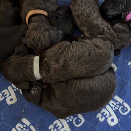 Girl 3 - Chocolate female Boykin Spaniel puppy in Victoria, Minnesota from Northern Flight Boykins