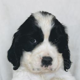 Cowgirl - Black and white female English Springer Spaniel puppy in Casa Grande, Arizona from The Spaniel Garden