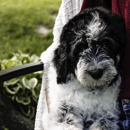 Lavender Collar Girl - Black and white Bernedoodle puppy in Hebron, Indiana from Duneland Doodles