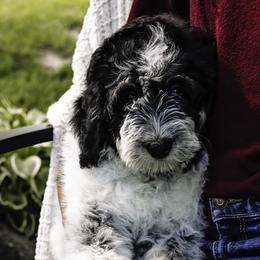 Lavender Collar Girl - Black and white Bernedoodle puppy in Hebron, Indiana from Duneland Doodles