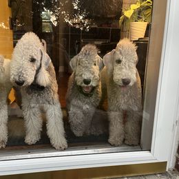 Bedlington Terrier Puppies from Kadence Kennels