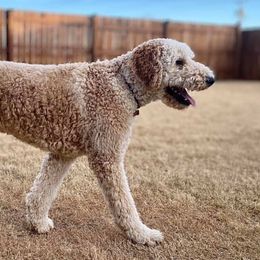 Goldendoodles and Poodles from 580 Poodles & Doodles