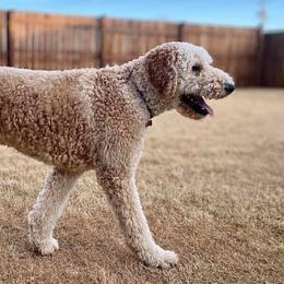 Goldendoodles and Poodles from 580 Poodles & Doodles