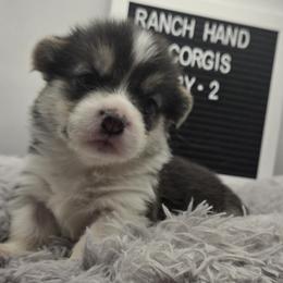 Bottle Rocket - Black and tan male Pembroke Welsh Corgi puppy in Powhatan, Virginia from Ranch Hand Corgis
