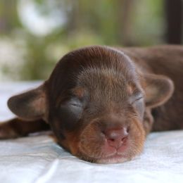 Puppy D Purebred DNA Tested Parents - Chocolate and tan female Dachshund puppy in Haines City, Florida from Divine Poodle Paradise Standard Poodles & Divine Dachshunds