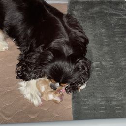 Cavalier King Charles Spaniel Puppies from Wrenwood Cavalier King Charles Spaniels