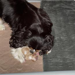 Cavalier King Charles Spaniel Puppies from Wrenwood Cavalier King Charles Spaniels