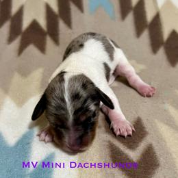Queen - Dapple female Dachshund puppy in Carlsbad, Texas from MV Mini Dachshunds