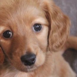 Dachshunds and German Shepherds from Sheree Richardson