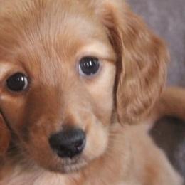 Dachshunds and German Shepherds from Sheree Richardson