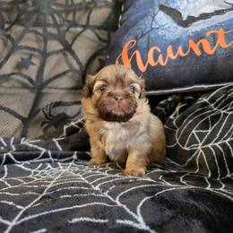 Kai - Liver and white male Shih Tzu puppy in Lancaster, Ohio from Wandering Tzu