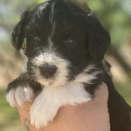 Girl 1 - Aussiedoodle puppy in Clyde, Texas from W7 Doodles