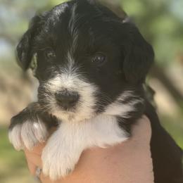 Girl 1 - Aussiedoodle puppy in Clyde, Texas from W7 Doodles