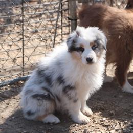 Ezra - Blue merle male Australian Shepherd puppy in Leavenworth, Kansas from Silverbrook Australian Shepherds