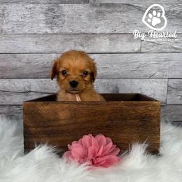 Robin - Red  female Goldendoodle puppy in Utah County, Utah from Big Hearted Breeders