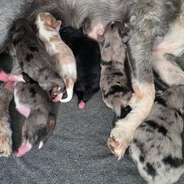 Pepper - Blue merle female Aussiedoodle puppy in Lebanon, Oregon from Abbott Family Farm