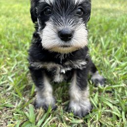 Red - Black and silver male Miniature Schnauzer puppy in Summerfield, Florida from M & M Schnauzers