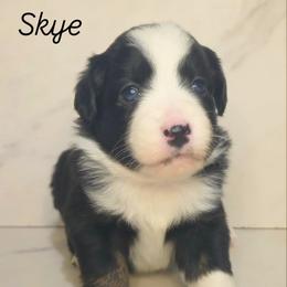 Skye - Black tri female Toy Australian Shepherd puppy in Bethany, Oklahoma from Donna's Toy & Mini Aussies