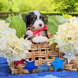Tanner - Tri-color male Bernedoodle puppy in Russell Springs, Kentucky from 270 Doodles