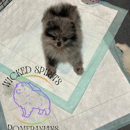 HOLD AKC SUPERMAN - Blue merle male Pomeranian puppy in Watkins Glen, New York from Wicked Spirits Pomeranians