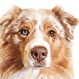 Nic - Australian Shepherd