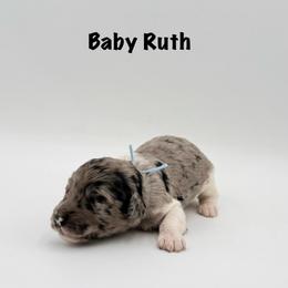 Baby Ruth - Merle female Goldendoodle puppy in Milford, Pennsylvania from Doodles Are Golden