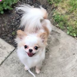 Giuseppe - Chihuahua