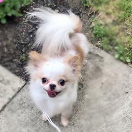 Giuseppe - Chihuahua