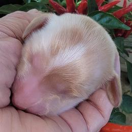 Dachshund Puppies from CLARK'S BREEDING PROGRAM