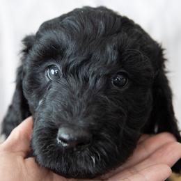 Mr. Plum - Black male Goldendoodle puppy in Gotha, Florida from Perlune Farms
