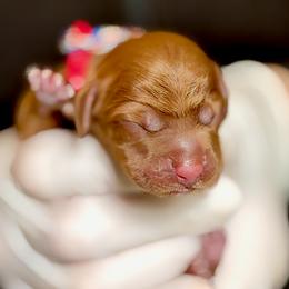 Tiramisu - Red female Australian Labradoodle puppy in Stanwood, Washington from Victoria Creek Australian Labradoodles