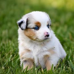 Cheyenne - Blue merle female Miniature Australian Shepherd puppy in Lowgap, North Carolina from Baileys Mini Aussies