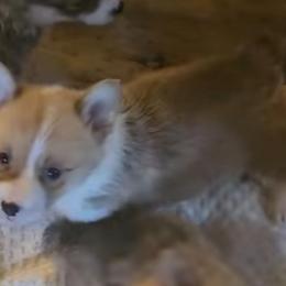 Bella - Red female Pembroke Welsh Corgi puppy in Walnut, Iowa from Michelle's House of Corgi's