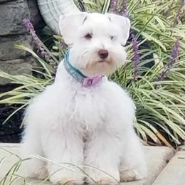 Lily - Miniature Schnauzer