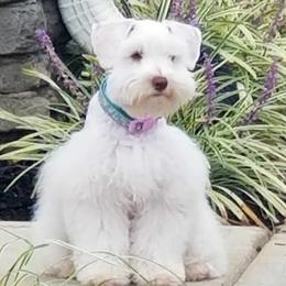 Lily - Miniature Schnauzer