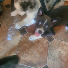 Pomsky Puppies from Ultimate Pomskies LLC