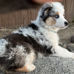 Miniature American Shepherd Puppies from Destiny Aussies