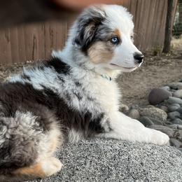 Miniature American Shepherd Puppies from Destiny Aussies